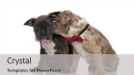  Presentation with bully - PPT layouts featuring american bully puppy looking forward background and a light gray colored foreground