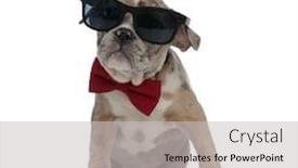  Presentation with bully - Cool new slide deck with american bully puppy wearing bowtie and sunglasses sitting on white background backdrop and a light gray colored foreground