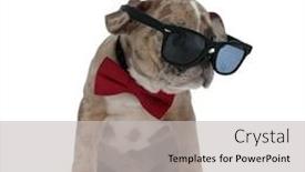  Presentation with bully - PPT theme enhanced with puppy wearing bowtie and sunglasses background and a light gray colored foreground