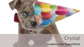  Presentation with bully - Beautiful PPT theme featuring american bully puppy wearing bowtie and birthday cap on white background backdrop and a light gray colored foreground