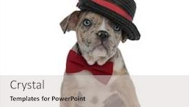  Presentation with bully - Beautiful slide set featuring american bully puppy wearing hat and bowtie sitting on white background backdrop and a light gray colored foreground