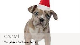  Presentation with bully - Cool new presentation theme with american-bully-puppy-wearing-santa backdrop and a light gray colored foreground