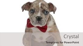  Presentation with bully - Slide set with american bully puppy wearing a bowtie looking curiously to side on white background background and a light gray colored foreground