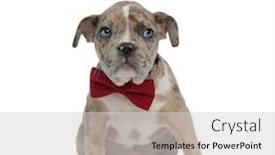  Presentation with bully - Colorful presentation design enhanced with american bully puppy wearing a bowtie and looking curiously to side on white background backdrop and a light gray colored foreground