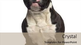  Presentation with bully - Slide deck having american bully sitting 18 months background and a coral colored foreground