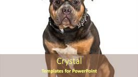  Presentation with bully - Audience pleasing slide deck consisting of american bully sitting against white backdrop and a tawny brown colored foreground