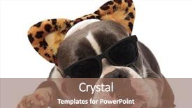  Presentation with animal print - Amazing PPT layouts having american bully wearing animal print backdrop and a  colored foreground