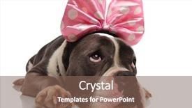  Presentation with bully - Audience pleasing PPT layouts consisting of american bully with pink ribbon backdrop and a  colored foreground