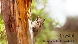  Presentation with american - Cool new presentation design with american-chipmunk-in-summer-forest backdrop and a coral colored foreground