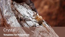  Presentation with summer - PPT theme consisting of american-chipmunk-in-summer-forest background and a violet colored foreground