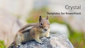  Presentation with summer - Slide set enhanced with american-chipmunk-in-summer-forest background and a soft green colored foreground