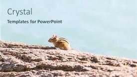  Presentation with forest - PPT layouts featuring american-chipmunk-in-summer-forest background and a sky blue colored foreground