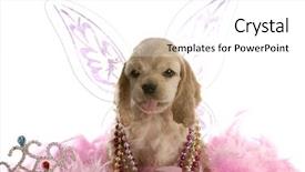  Presentation with angel - Slide deck having american cocker spaniel dressed up background and a white colored foreground