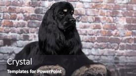  Presentation with american - Slide deck enhanced with american-cocker-spaniel-on-grey background and a  colored foreground