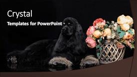  Presentation with american - Slides with american-cocker-spaniel-on-grey background and a  colored foreground