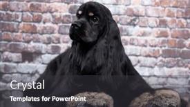  Presentation with american - Slide set consisting of american-cocker-spaniel-on-grey background and a  colored foreground