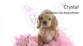  Presentation with angel - Presentation theme featuring american cocker spaniel puppy dressed background and a white colored foreground