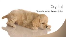  Presentation with dog food - PPT layouts featuring train spill - american cocker spaniel puppy eating background and a white colored foreground