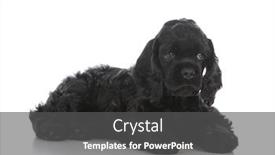  Presentation with puppy english cocker spaniel - Presentation theme with american cocker spaniel puppy laying down on white background background and a dark gray colored foreground