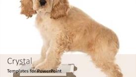  Presentation with suitcase - Audience pleasing PPT theme consisting of american cocker spaniel puppy standing on a suitcase or briefcase isolated on white background backdrop and a coral colored foreground