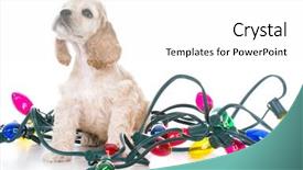  Presentation with puppy english cocker spaniel - Beautiful PPT layouts featuring american cocker spaniel puppy wrapped backdrop and a white colored foreground