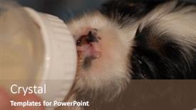  Presentation with puppy - Presentation theme with american-cocker-spaniel-puppy background and a violet colored foreground