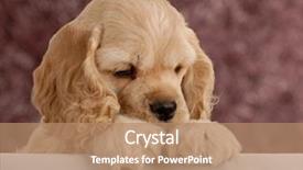  Presentation with puppy english cocker spaniel - Theme consisting of american cocker spaniel puppy background and a coral colored foreground