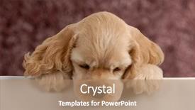  Presentation with puppy - Cool new presentation with american cocker spaniel puppy backdrop and a coral colored foreground