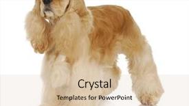  Presentation with puppy english cocker spaniel - Beautiful slides featuring american cocker spaniel standing backdrop and a lemonade colored foreground