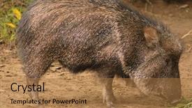  Presentation with southwestern - Presentation theme having pets domestic animals and comfort concept - black and white cat lying on plaid at home over snow effect background and a light gray colored foreground