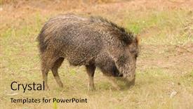  Presentation with southwestern - Audience pleasing PPT theme consisting of range from the southwestern backdrop and a yellow colored foreground