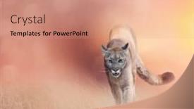  Presentation with walking - Audience pleasing theme consisting of american-cougar-or-puma-walking backdrop and a coral colored foreground