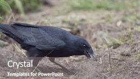  Presentation with crow - Audience pleasing theme consisting of american crow standing backdrop and a gray colored foreground