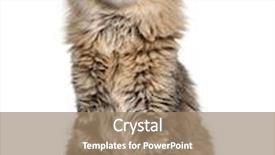  Presentation with american history old flag - Beautiful slide deck featuring american curl 8 months old in front of a white background backdrop and a coral colored foreground