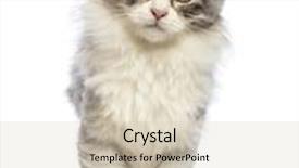  Presentation with kitten - Slide deck featuring american curl kitten 3 months old looking at the camera in front of white background background and a soft green colored foreground