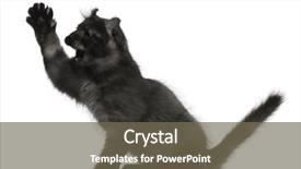  Presentation with paw - Presentation theme featuring american curl kitten 3 months old with paw up in front of white background background and a tawny brown colored foreground