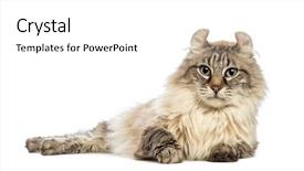  Presentation with camera - Slide deck enhanced with american curl lying and looking at the camera in front of white background background and a white colored foreground