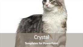  Presentation with american craftsmanship - Presentation theme having american curl standing isolated background and a  colored foreground