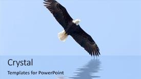  Presentation with eagle flying - Slides with american eagle flying away background and a light blue colored foreground