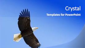  Presentation with eagle - Cool new PPT theme with american eagle on blue sky backdrop and a cobalt blue colored foreground