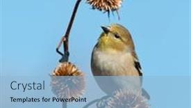  Presentation with winter - Colorful PPT layouts enhanced with american-goldfinch-in-winter-plumage backdrop and a light blue colored foreground