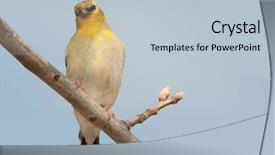  Presentation with dull - Amazing theme having american-goldfinch-male-in-transition backdrop and a lemonade colored foreground