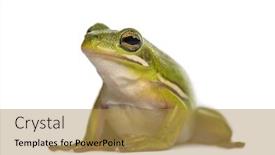  Presentation with green tree - Slide deck featuring american green tree frog isolated background and a gold colored foreground