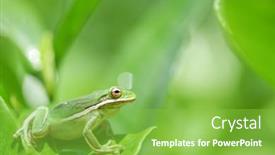  Presentation with green tree - Presentation theme with american-green-tree-frog-sitting background and a seafoam green colored foreground