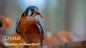  Presentation with sparrow - Presentation theme enhanced with american-kestrel-falco-sparverius background and a tawny brown colored foreground