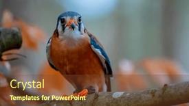  Presentation with sparrow - Presentation design with american-kestrel-falco-sparverius background and a tawny brown colored foreground
