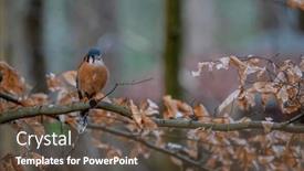  Presentation with sparrow - PPT theme with american-kestrel-falco-sparverius background and a tawny brown colored foreground