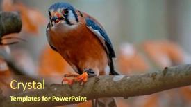  Presentation with sparrow - Slides having american-kestrel-falco-sparverius background and a tawny brown colored foreground