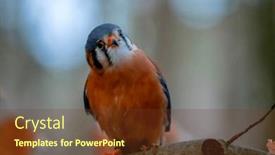  Presentation with sparrow - Slide set with american-kestrel-falco-sparverius background and a tawny brown colored foreground
