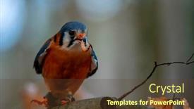  Presentation with sparrow - PPT theme consisting of american-kestrel-falco-sparverius background and a tawny brown colored foreground